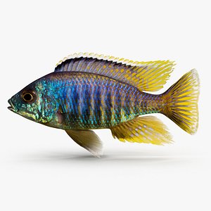 placidochromis cichlid 3d 3ds