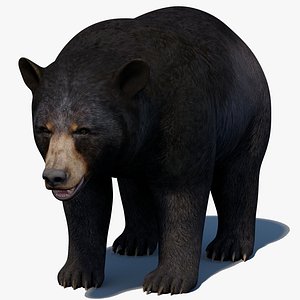 Black Bear 3D