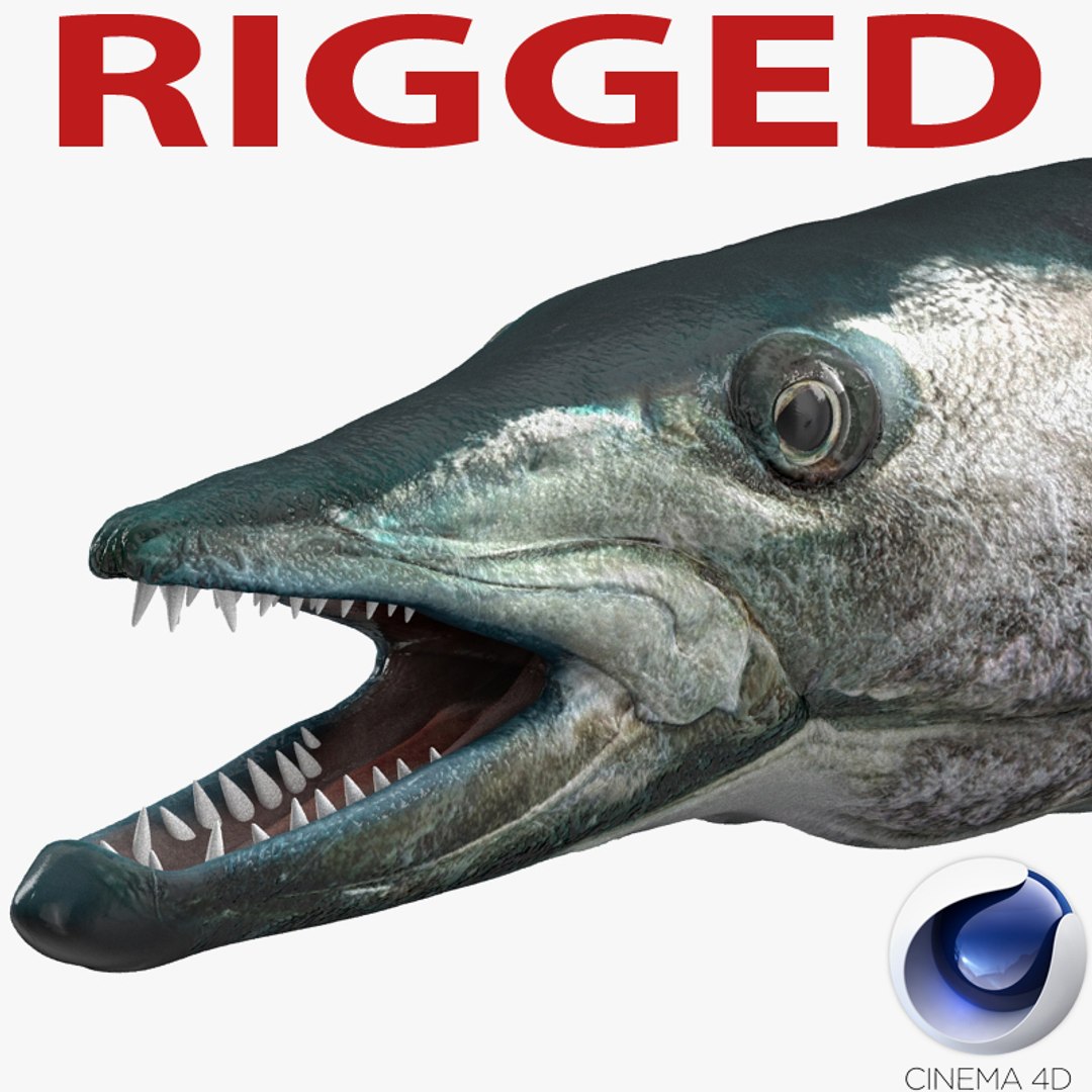 Barracuda Fish Rigged for Cinema 4D 3D model preview