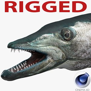 Barracuda Fish Rigged for Cinema 4D