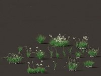 Garlic - Allium sativum