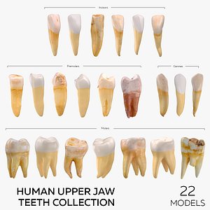 Human Upper Jaw Teeth Collection - 22 models