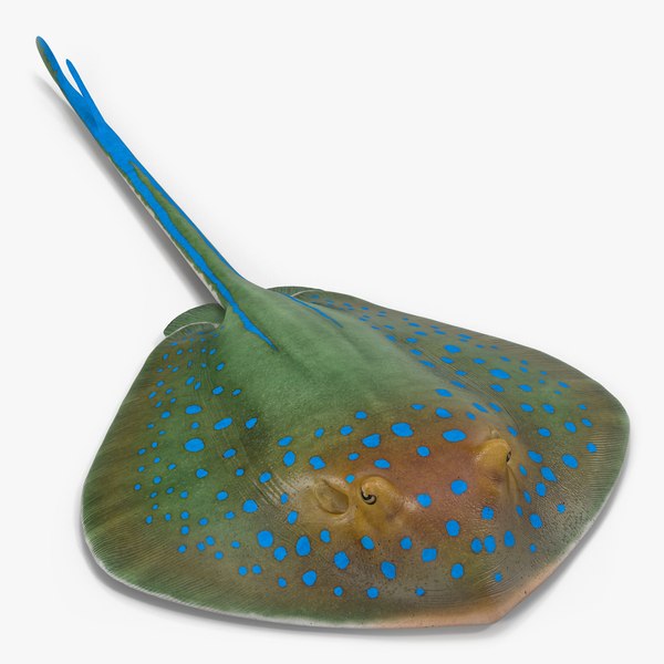 blue spotted stingray 3d model