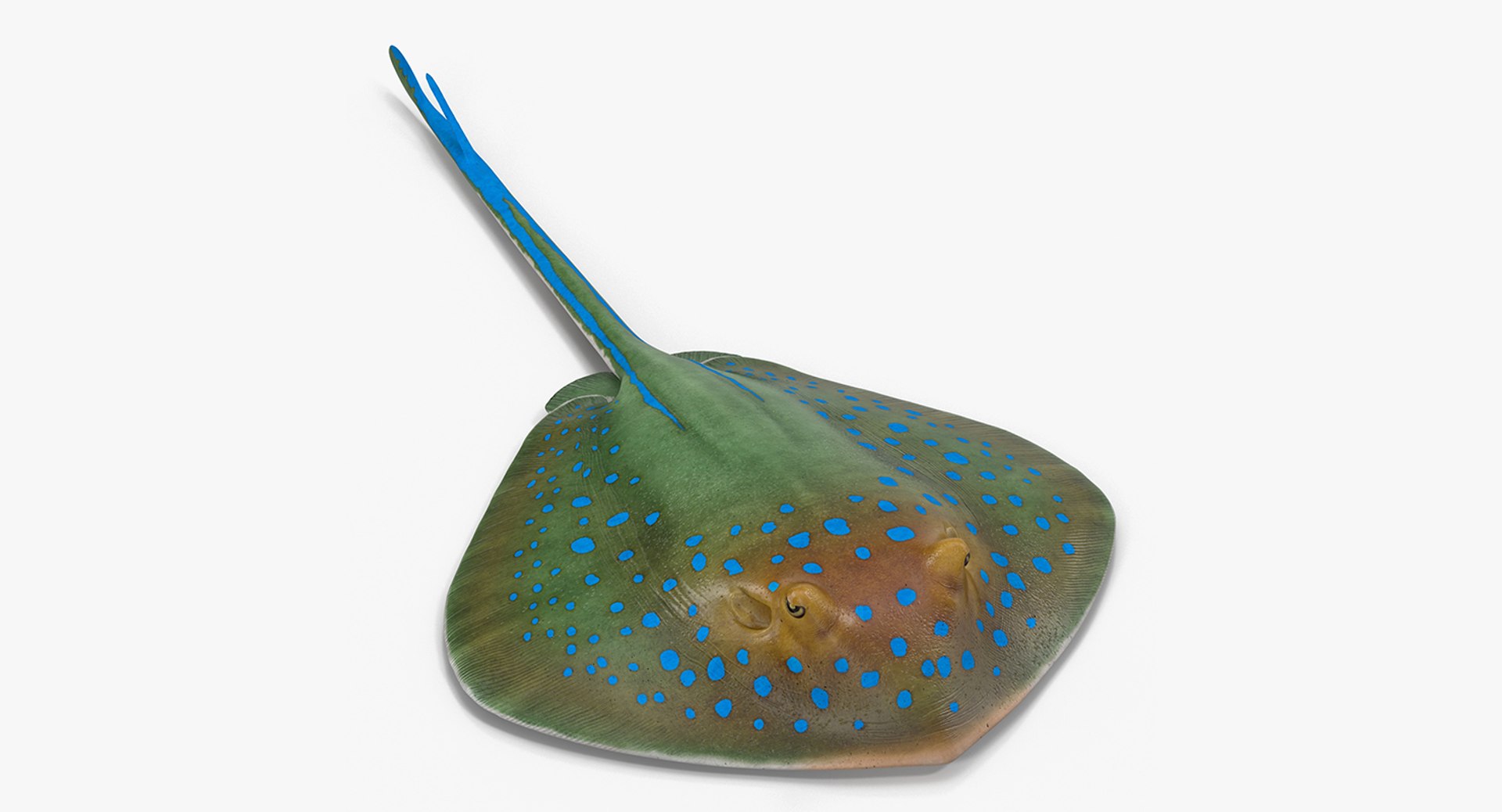 Blue Spotted Stingray 3D Model preview