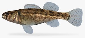 etheostoma cragini arkansas darter 3d x