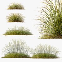 AV Stipa arundinacea Anemanthele lessoniana and Stipa arundinacea Sweet Grass