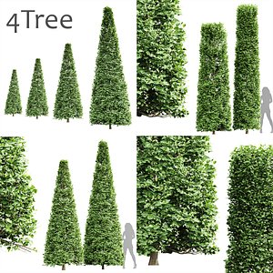 3D 4 Different TreeCarpinus Betulus Broadleaf Cigarette  Conical model
