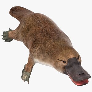 Ornithorhynchus Anatinus model