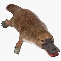 Ornithorhynchus Anatinus