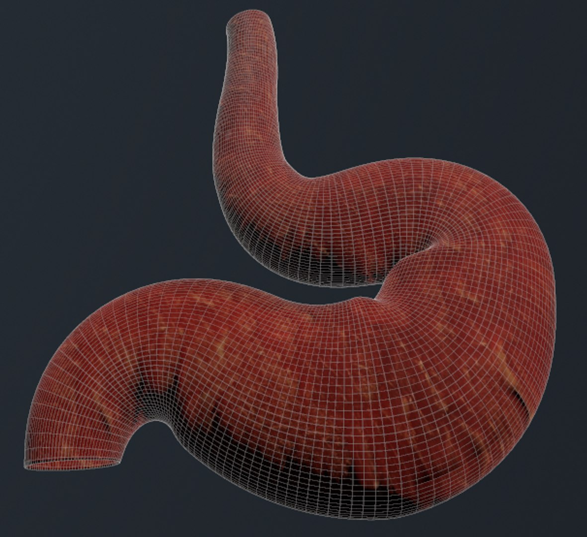 human stomach 3D https://p.turbosquid.com/ts-thumb/tE/kWQ8Tm/ClSJ2KRY/malla1/png/1541193585/1920x1080/fit_q87/aee9fb5dc2eb2a98777c61947c0ffcbcc3cb77e6/malla1.jpg