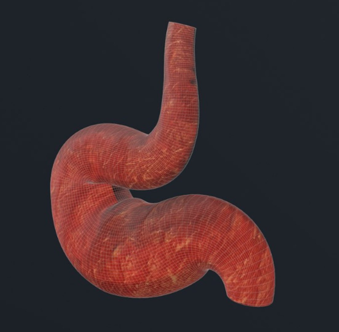 human stomach 3D https://p.turbosquid.com/ts-thumb/tE/kWQ8Tm/LY1n07XE/malla4/png/1541193615/1920x1080/fit_q87/db3f4e40d97066279d633f3a2b7083b6174bf68f/malla4.jpg