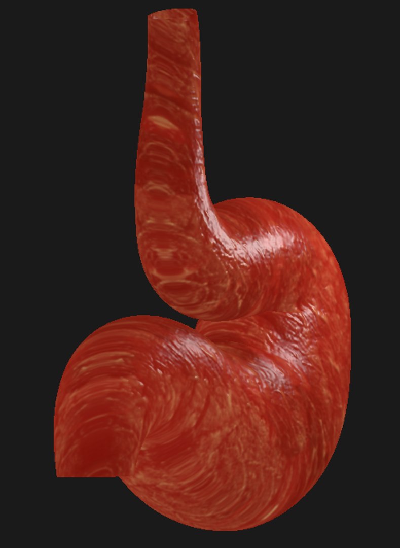 human stomach 3D https://p.turbosquid.com/ts-thumb/tE/kWQ8Tm/Wz1A3mAu/image2/png/1541193531/1920x1080/fit_q87/7e8e30c6b8a8619bd3da4a2f8b362e901f51c00c/image2.jpg