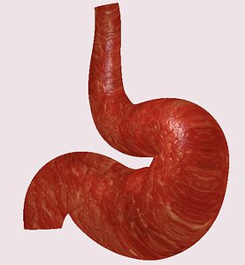 human stomach 3D