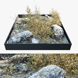 3D Dry plants in rocky base model