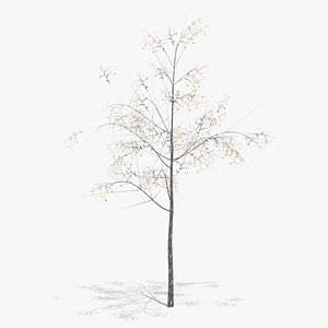 hawthorn winter low poly