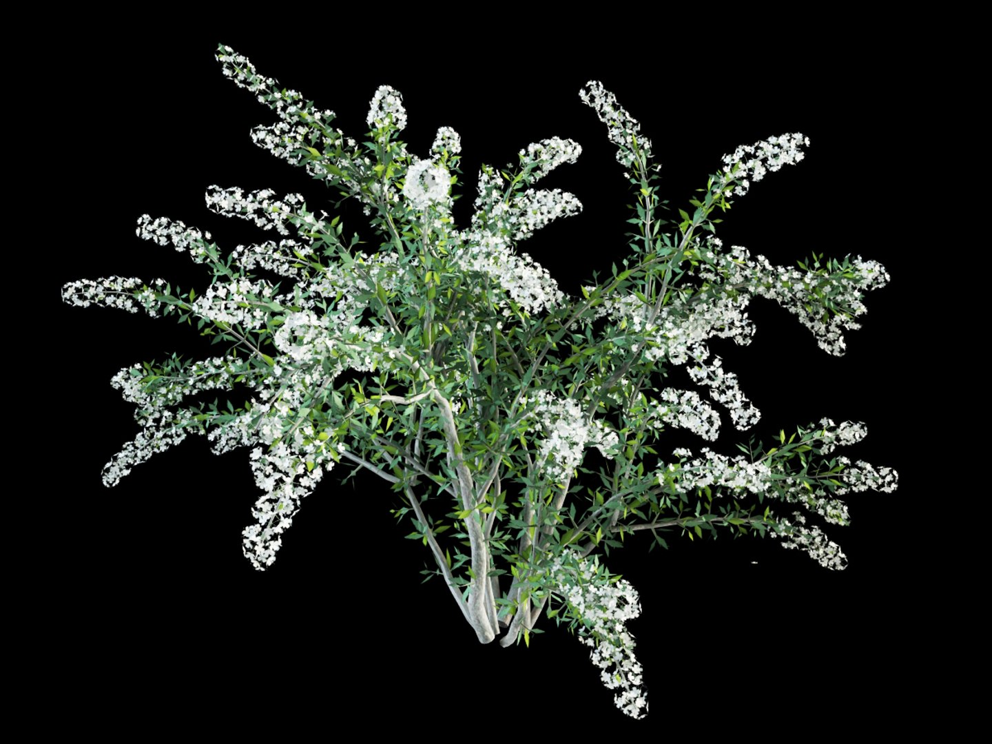 shrubs flowering max https://p.turbosquid.com/ts-thumb/tE/r20QhP/1r20M6NZ/spireaea_grafsheim_3/jpg/1386234006/1920x1080/fit_q87/83b4e4d2d36192ace71718dd1746dc6c64278c23/spireaea_grafsheim_3.jpg