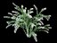 spiraea cinerea grefsheim