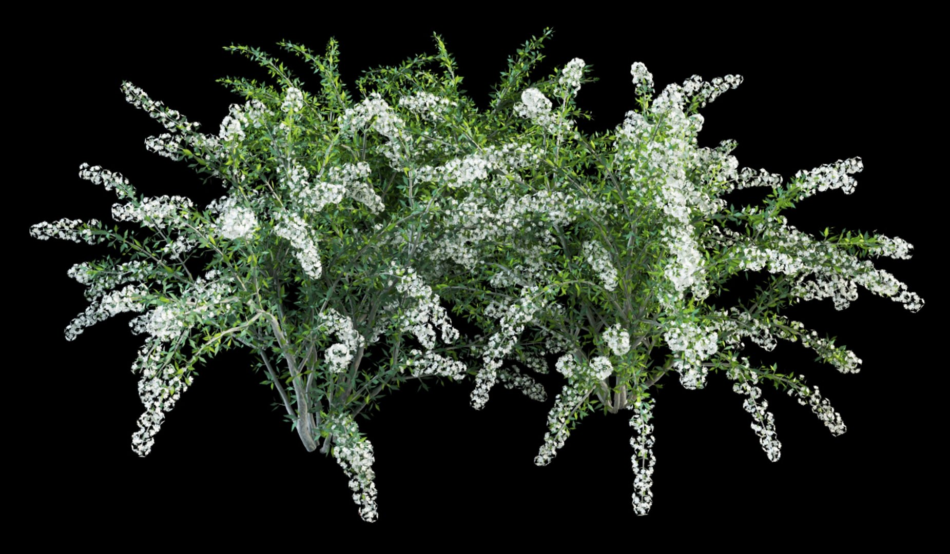 shrubs flowering max https://p.turbosquid.com/ts-thumb/tE/r20QhP/CsPdCp1e/spireaea_grafsheim_4/jpg/1386234006/1920x1080/fit_q87/c891bfc7918044e53aa29b324311fe4019a82946/spireaea_grafsheim_4.jpg