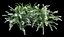 spiraea cinerea grefsheim