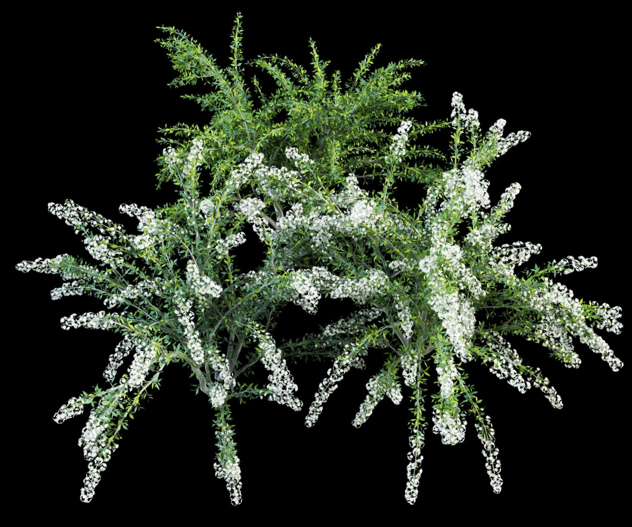 shrubs flowering max https://p.turbosquid.com/ts-thumb/tE/r20QhP/KN82YieJ/spireaea_grafsheim_5/jpg/1386234006/1920x1080/fit_q87/7238a457cff073706acf7726852d38cb0824e66f/spireaea_grafsheim_5.jpg