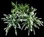 spiraea cinerea grefsheim