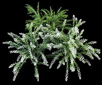 spiraea cinerea grefsheim