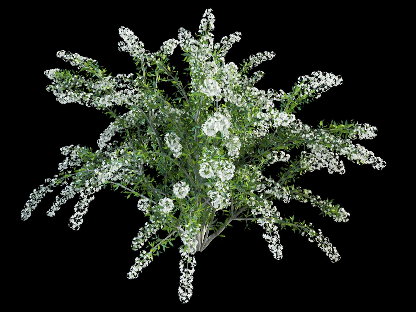 shrubs flowering max https://p.turbosquid.com/ts-thumb/tE/r20QhP/OAorcyWE/spireaea_grafsheim_1/jpg/1386234006/1920x1080/fit_q87/059326620f826e861b3cc80b3fe5653ebc5e7dc5/spireaea_grafsheim_1.jpg
