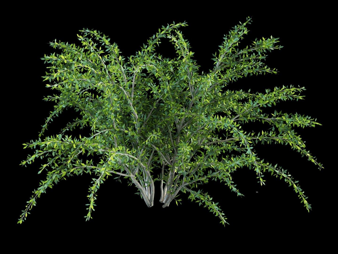 shrubs flowering max https://p.turbosquid.com/ts-thumb/tE/r20QhP/wzKwxNwq/spireaea_grafsheim_2/jpg/1386234006/1920x1080/fit_q87/6cdddd763e75ce005a9e489f8fcb936c37c38c3c/spireaea_grafsheim_2.jpg