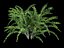 spiraea cinerea grefsheim