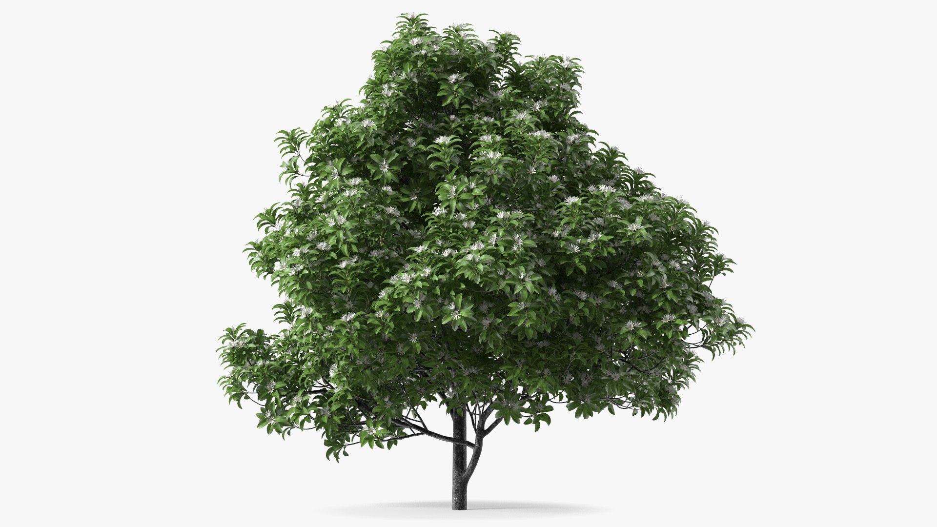 Flowering Anise Tree 3D model preview