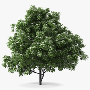 Flowering Anise Tree 3D