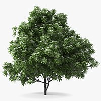 Flowering Anise Tree