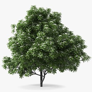 Flowering Anise Tree