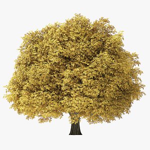 autumn rock elm tree 3D model