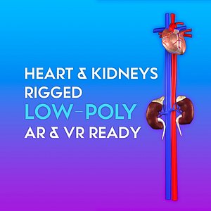 low-poly heart kidney ready 3D model