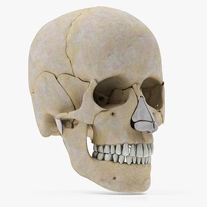 Human Skull 3D model