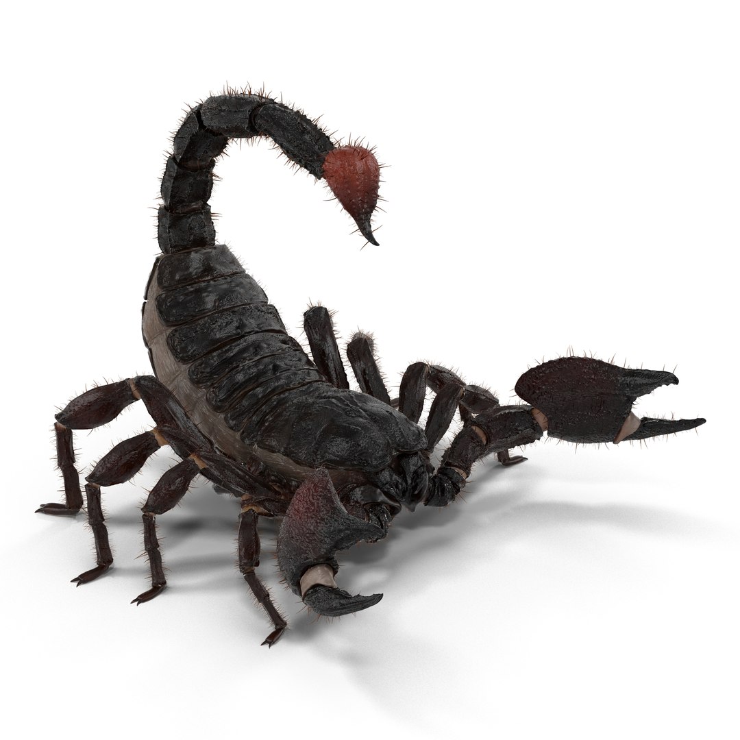 black scorpion rigged fur 3d max https://p.turbosquid.com/ts-thumb/tF/j8vO6d/1wHPrm8x/3dmodelofblackscorpionrigged03/jpg/1456764207/1920x1080/fit_q87/a24010b9d515e427b66c9a716c801cdde1552195/3dmodelofblackscorpionrigged03.jpg
