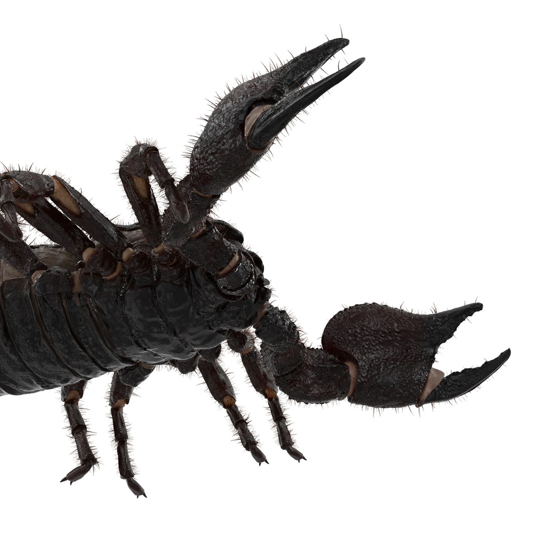 black scorpion rigged fur 3d max https://p.turbosquid.com/ts-thumb/tF/j8vO6d/9mH4ewir/3dmodelofblackscorpionrigged27/jpg/1456764208/1920x1080/fit_q87/a704791b439f7c57c4392e48e1885fa2668bc115/3dmodelofblackscorpionrigged27.jpg