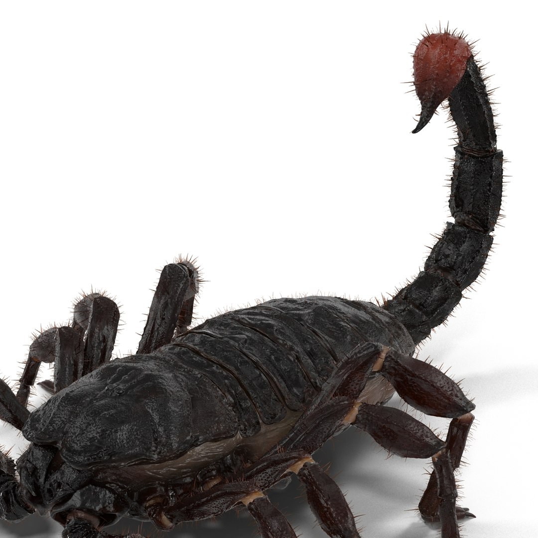 black scorpion rigged fur 3d max https://p.turbosquid.com/ts-thumb/tF/j8vO6d/FCjg05RZ/3dmodelofblackscorpionrigged28/jpg/1456764208/1920x1080/fit_q87/c1e818a4f1945137ec0030b3fc63bb0751237d71/3dmodelofblackscorpionrigged28.jpg