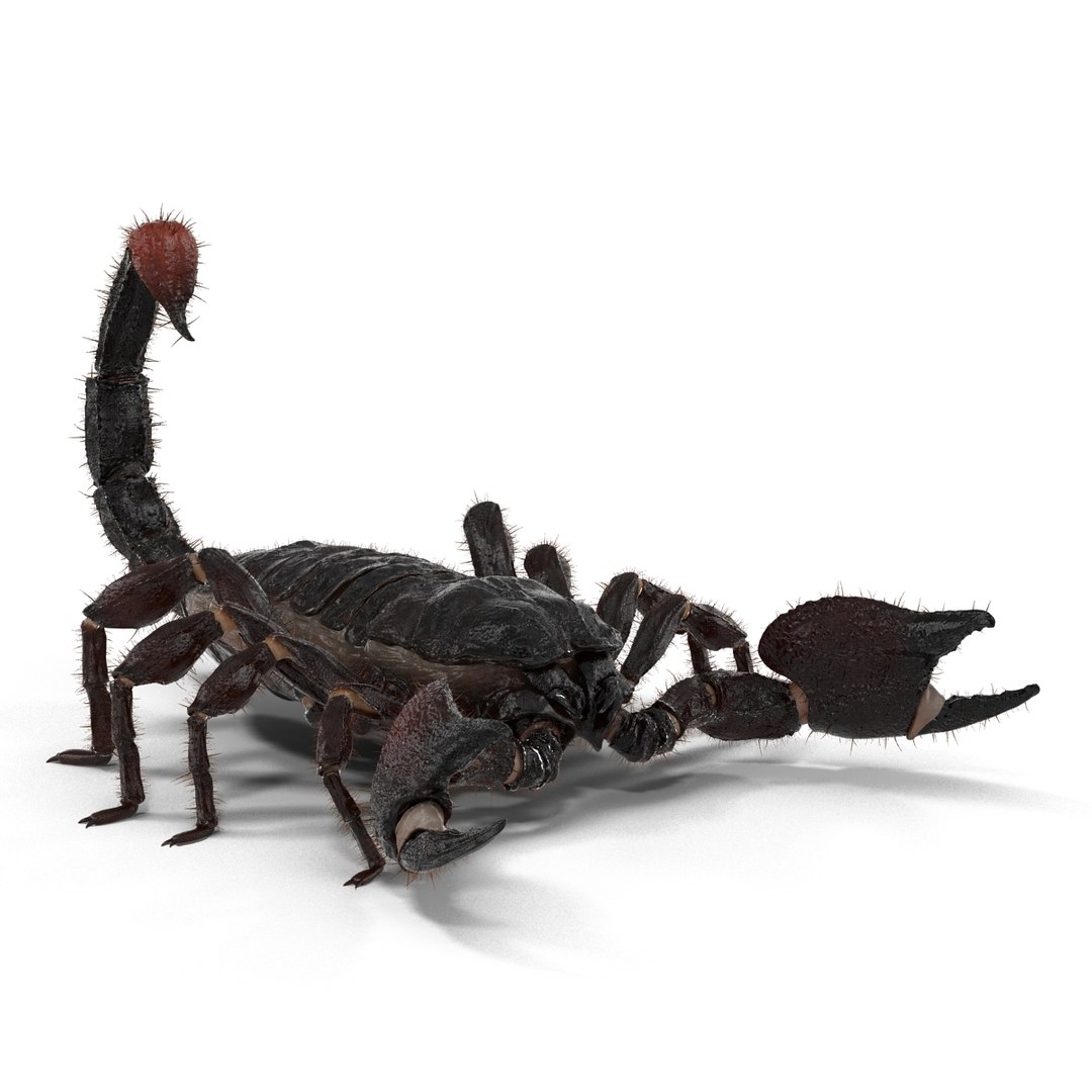 black scorpion rigged fur 3d max https://p.turbosquid.com/ts-thumb/tF/j8vO6d/IdZV0pxi/3dmodelofblackscorpionrigged17/jpg/1456764207/1920x1080/fit_q87/a11236e8fc59a19ca35ad1e0e42161e5483b7f78/3dmodelofblackscorpionrigged17.jpg