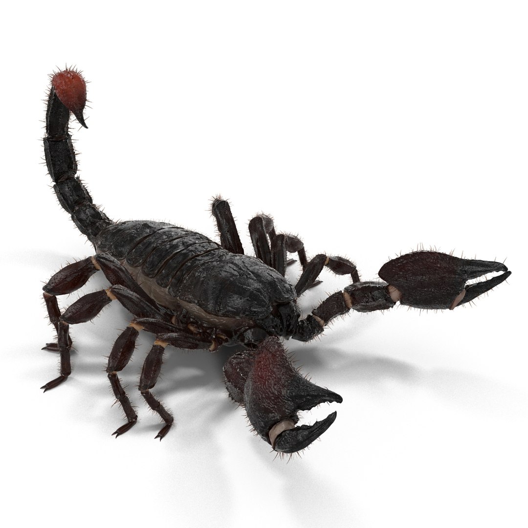 black scorpion rigged fur 3d max https://p.turbosquid.com/ts-thumb/tF/j8vO6d/LnEcQ7RQ/3dmodelofblackscorpionrigged07/jpg/1456764207/1920x1080/fit_q87/e9ad4d32f01cd4098f20fb761679b157c94886db/3dmodelofblackscorpionrigged07.jpg