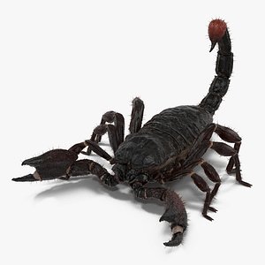 Black Scorpion Rigged with Fur 3D Model