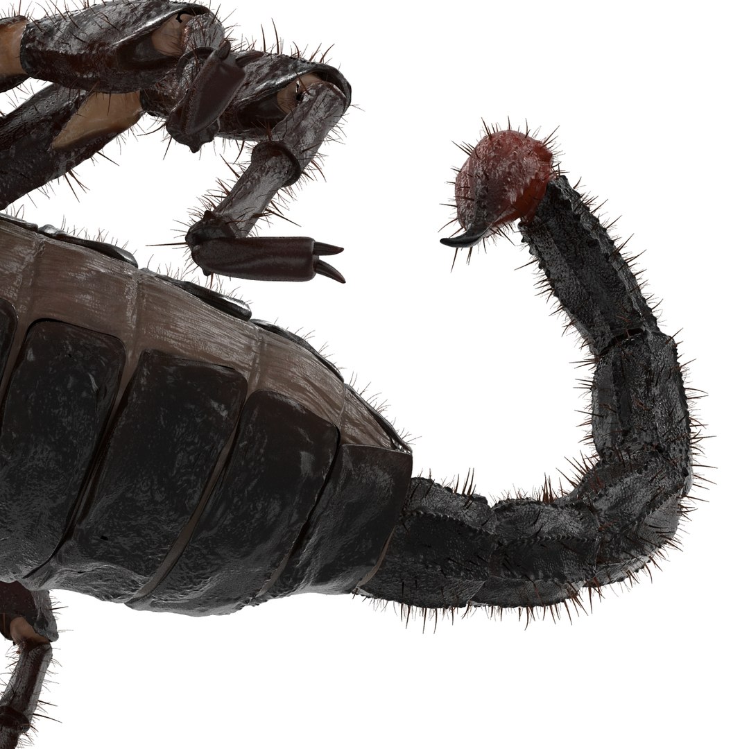 black scorpion rigged fur 3d max https://p.turbosquid.com/ts-thumb/tF/j8vO6d/P4N5ZHNa/3dmodelofblackscorpionrigged30/jpg/1456764208/1920x1080/fit_q87/226c489536c81705a3e7d9ad9438c7f031b67d13/3dmodelofblackscorpionrigged30.jpg