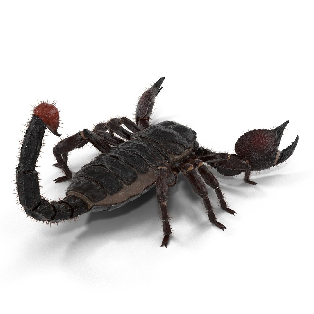 black scorpion rigged fur 3d max https://p.turbosquid.com/ts-thumb/tF/j8vO6d/X14dNgHA/3dmodelofblackscorpionrigged13/jpg/1456764207/1920x1080/fit_q87/a9372b6be80a6e5bea527788900e4773dc02b0e4/3dmodelofblackscorpionrigged13.jpg