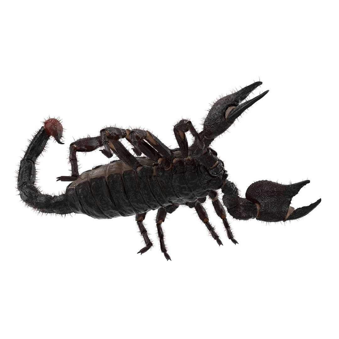 black scorpion rigged fur 3d max https://p.turbosquid.com/ts-thumb/tF/j8vO6d/Z5khcjXz/3dmodelofblackscorpionrigged22/jpg/1456764208/1920x1080/fit_q87/3939608444433a5459d36ab5582e2a05063a46a5/3dmodelofblackscorpionrigged22.jpg