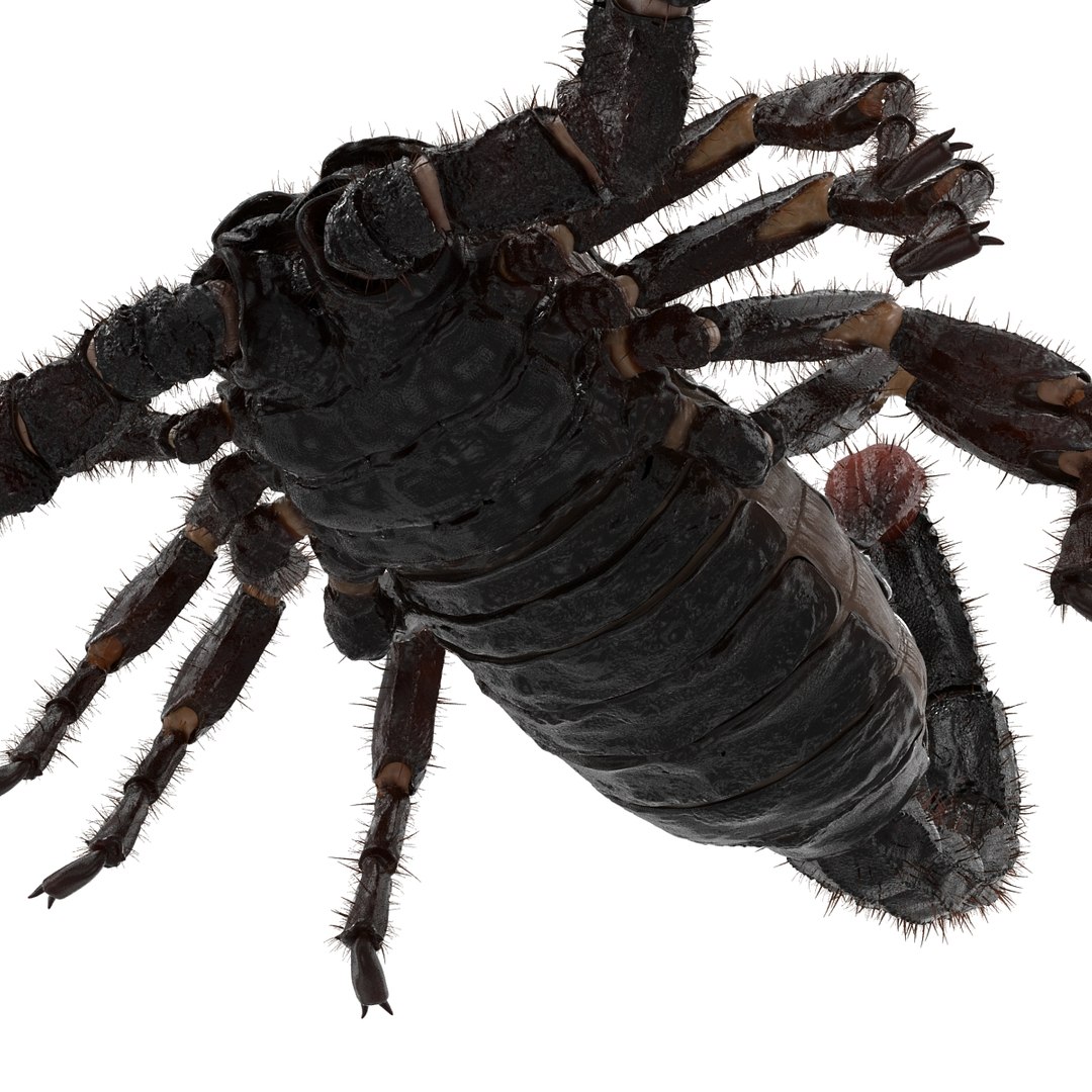 black scorpion rigged fur 3d max https://p.turbosquid.com/ts-thumb/tF/j8vO6d/esVUx8TY/3dmodelofblackscorpionrigged23/jpg/1456764208/1920x1080/fit_q87/e9f5665adbf01a3979131a545f037fd46c5a0ab7/3dmodelofblackscorpionrigged23.jpg
