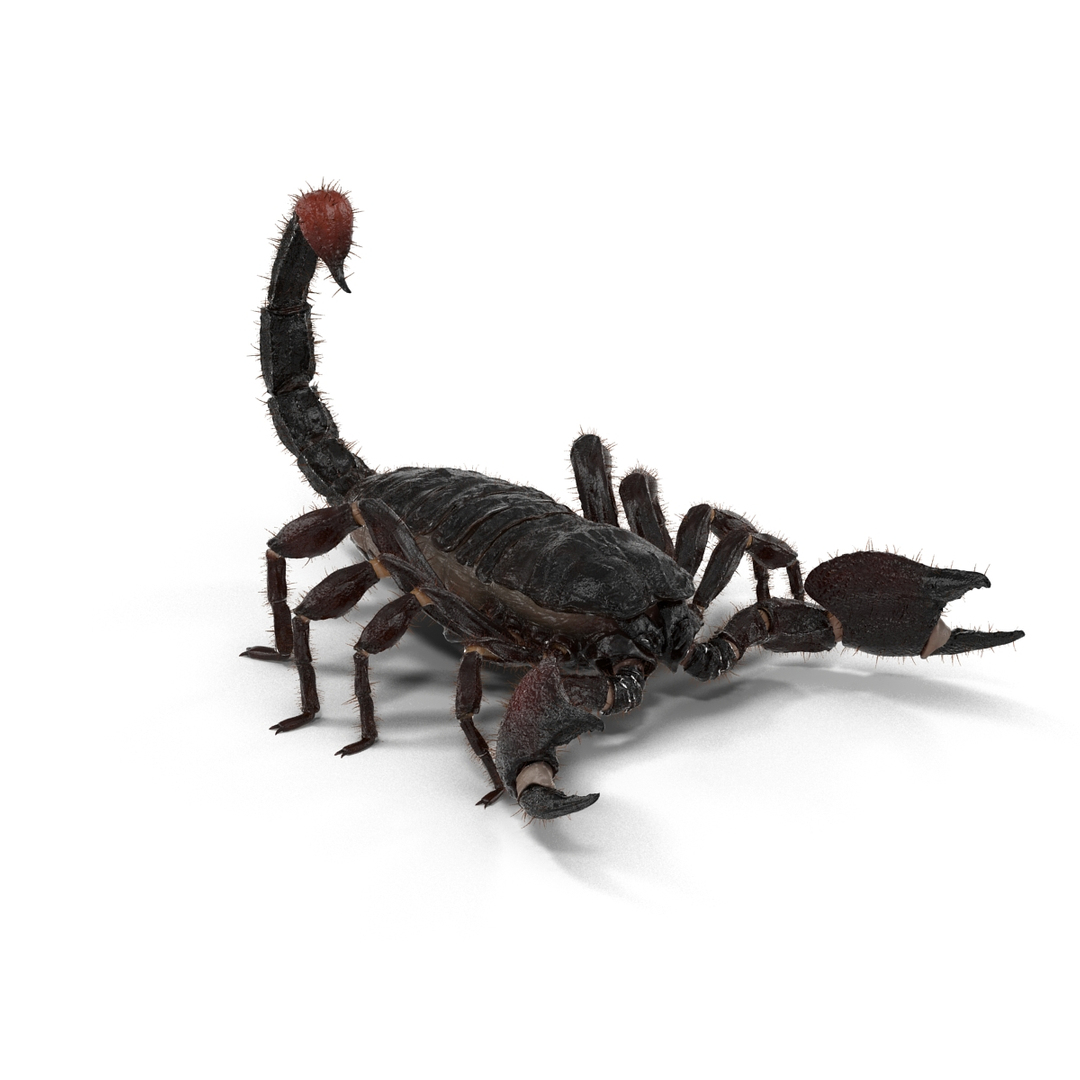 black scorpion rigged fur 3d max https://p.turbosquid.com/ts-thumb/tF/j8vO6d/htiFhemd/black_scorpion_rigged_with_fur_360/jpg/1456764097/1920x1080/turn_fit_q99/fc2250365b17adc3d2ffc48ebe0b3cc18963a2a3/black_scorpion_rigged_with_fur_360-1.jpg