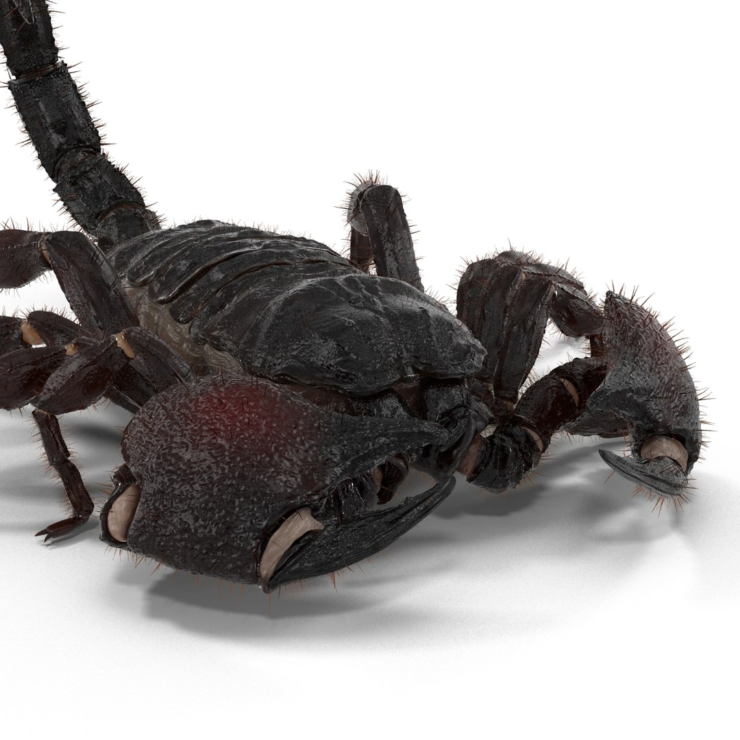 black scorpion rigged fur 3d max https://p.turbosquid.com/ts-thumb/tF/j8vO6d/xE0EOF1m/3dmodelofblackscorpionrigged26/jpg/1456764208/1920x1080/fit_q87/5003b8242fd43d8ec24c8c95fd8587021678f410/3dmodelofblackscorpionrigged26.jpg