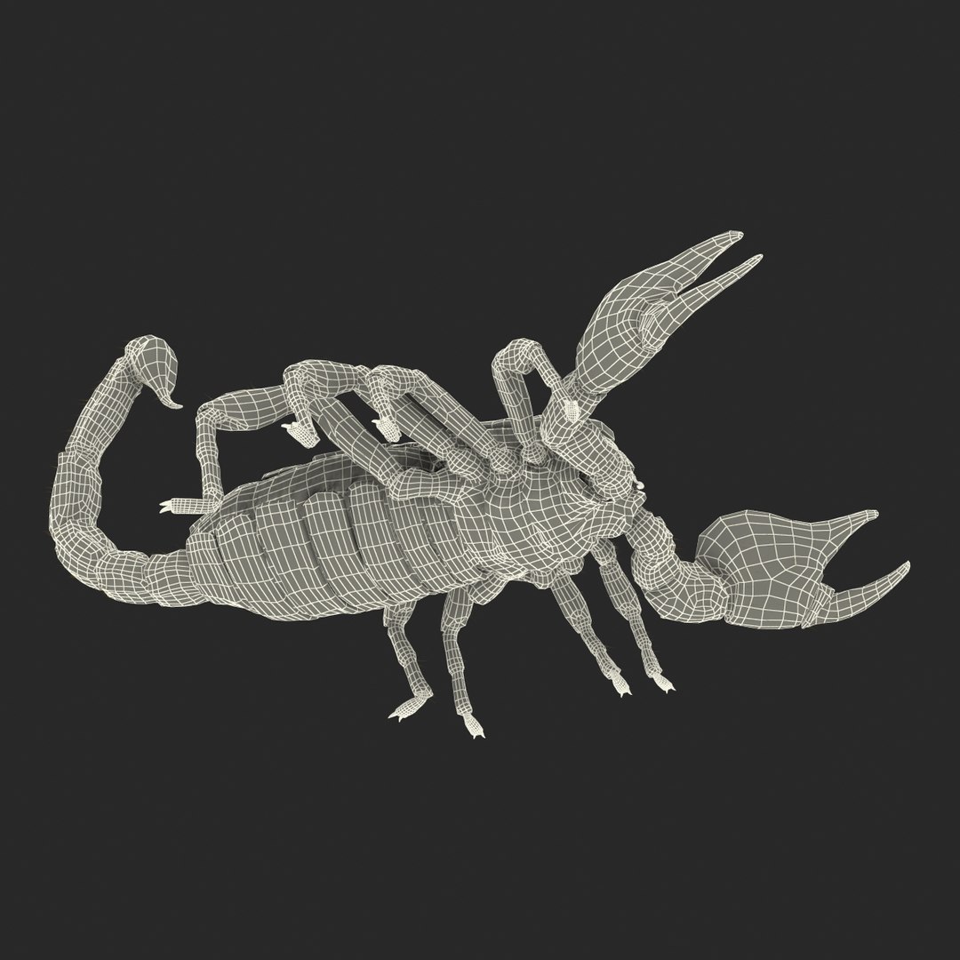 black scorpion rigged fur 3d max https://p.turbosquid.com/ts-thumb/tF/j8vO6d/y94pKx8q/3dmodelofblackscorpionrigged44/jpg/1456764209/1920x1080/fit_q87/8c6ca69396938753d9339f77bcda14bbd03a6f14/3dmodelofblackscorpionrigged44.jpg