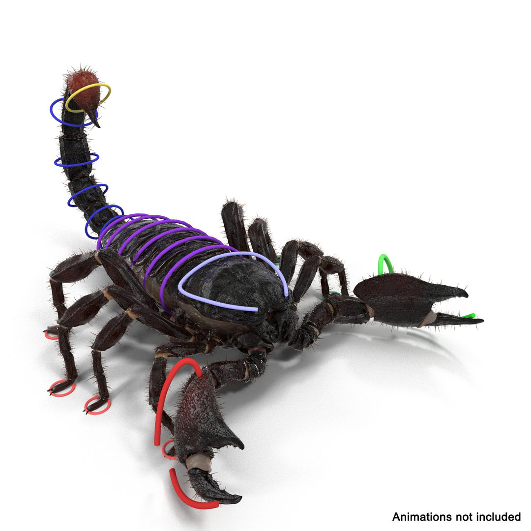 black scorpion rigged fur 3d max https://p.turbosquid.com/ts-thumb/tF/j8vO6d/zGWimaLV/black_scorpion_rigged_with_fur_362/jpg/1456764926/1920x1080/turn_fit_q99/a77d05253b4cab79859edb866f99db66f6d6c390/black_scorpion_rigged_with_fur_362-1.jpg